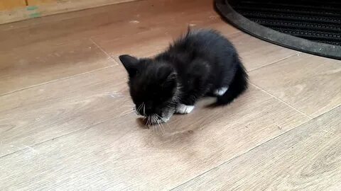 Кот 1 видео
