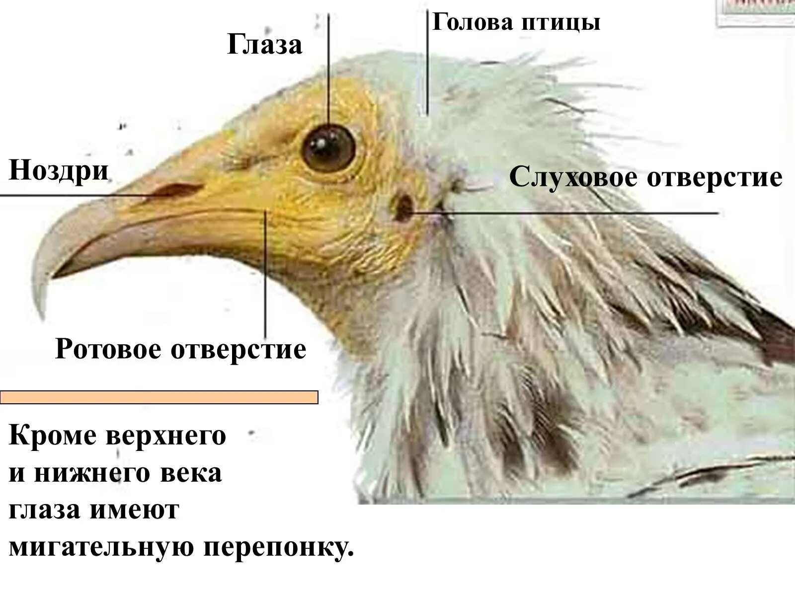 Ухо птицы строение. Слхловое отверстие у птиц. Строение головы птицы.