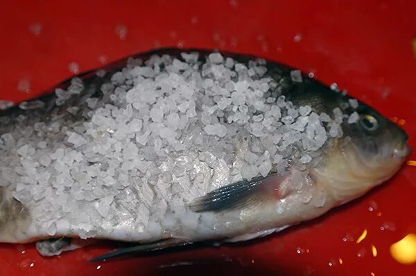 Сухой посол карпа. Соль для засола рыбы. Крупная соль для засолки рыбы. Рыба в соли. Посол рыбы карася.