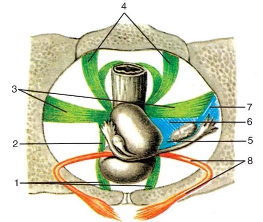 Связка подвешивающая яичник. Связочный аппарат малого таза. Фиксирующий связочный аппарат матки. Фиксирующий аппарат матки связки. Связочный аппарат матки схема.