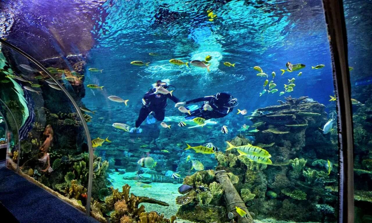 Aquarium перевод. Океанариум Дискавери Адлер. Океанариум Сочи Адлер. Океанариум Сочи Дискавери ворлд. Парк Ривьера Сочи океанариум.