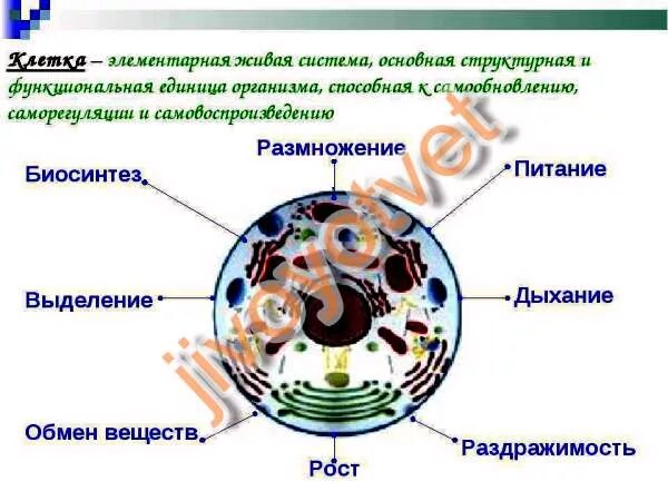 Почему клетку называют системой. Почему клетку называют системой