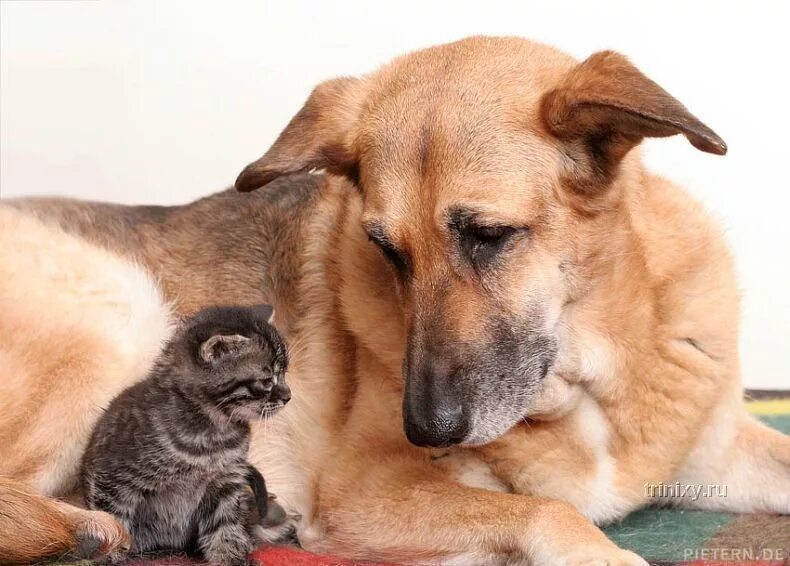 Большие собаки и кошки. Кошки и собаки. Собака с кошкой дружат. Фото кошек и собак. Собаки которые ладят с кошками.