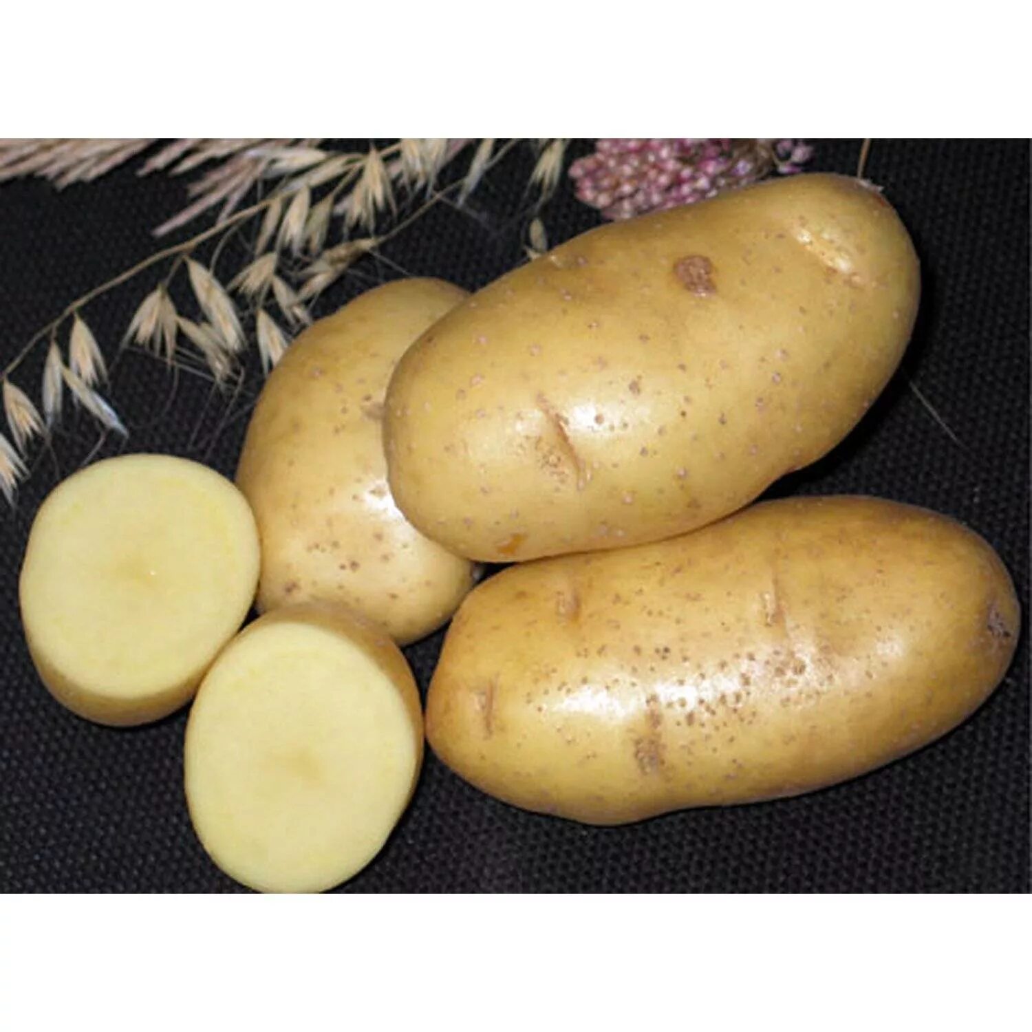 Сорт картофеля удача характеристика. Картофель седек семенной белый. картофель семенной импала элитная ранняя. семенной картофель суперэлита в седек. сорт картофеля ред барон.