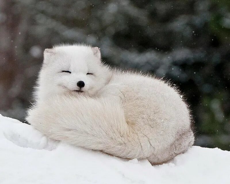 Как выглядит животное мило