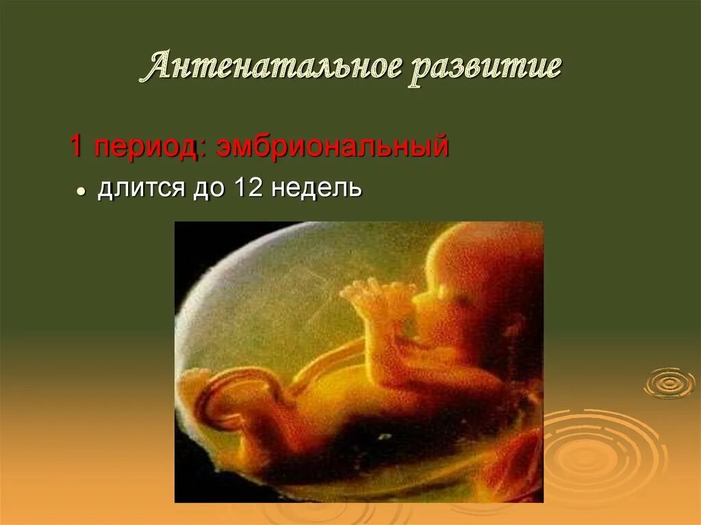Периодов длившихся. Периоды антенатального развития. Эмбриональный период длится. Эмбриональный период продолжается. Эмбриональный период длится в среднем.