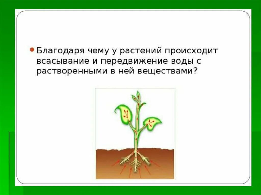 Передвижение воды в корне. Всасывание воды корнем растений. Всасывание воды корнем растений схема. Благодаря чему вода передвигается по растению. Рост корня.