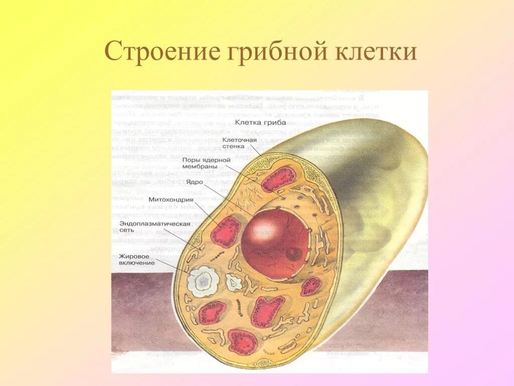 Для грибной клетки характерна оболочка из хитина. Строение грибной клетки биология. строение клетки гриба 5. царство грибов строение грибной клетки. клетки 5 кл биология клетки грибов.