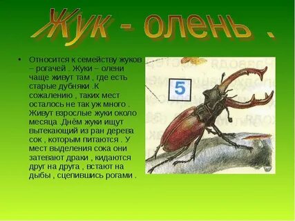 Насекомые текст