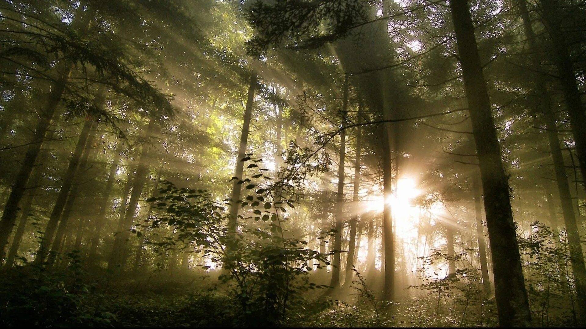 "солнце в лесу". Деревня федюково подольский район. Лес вот такое. Московская область подольск деревня федюково. The forest лес.