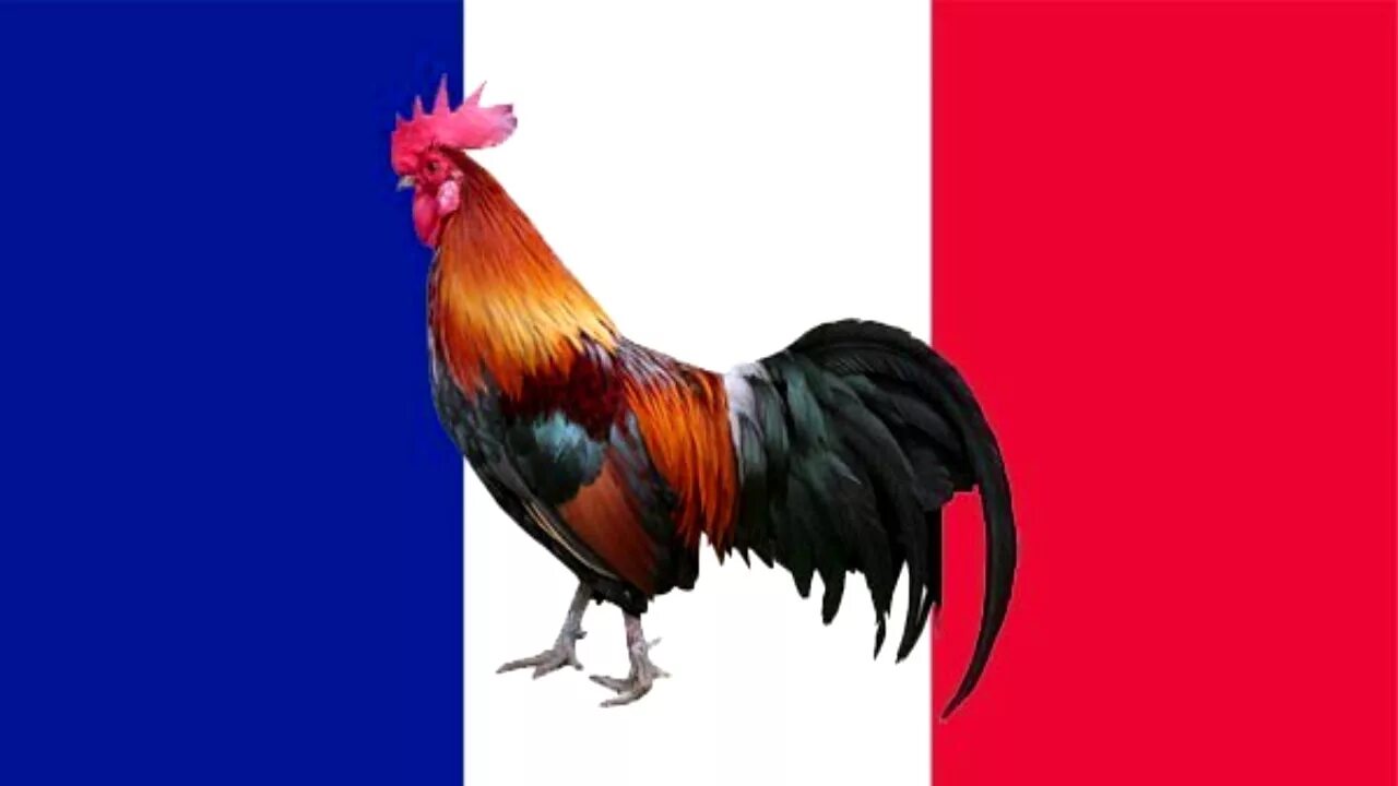 Страна символ петух. Галльский петух Франции. Галльский петух символ Франции. Le coq символ Франции. Петух национальный символ Франции.