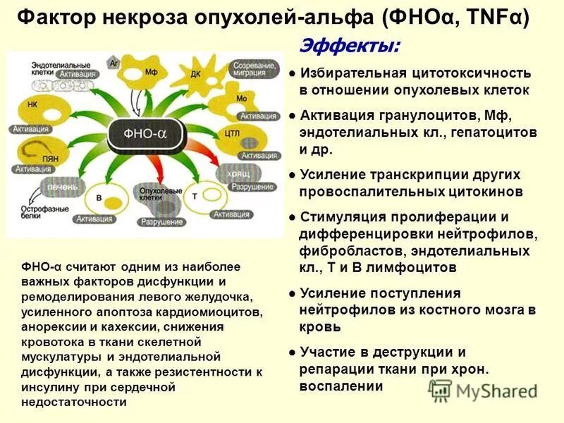 человеческий фактор некроза опухоли альфа