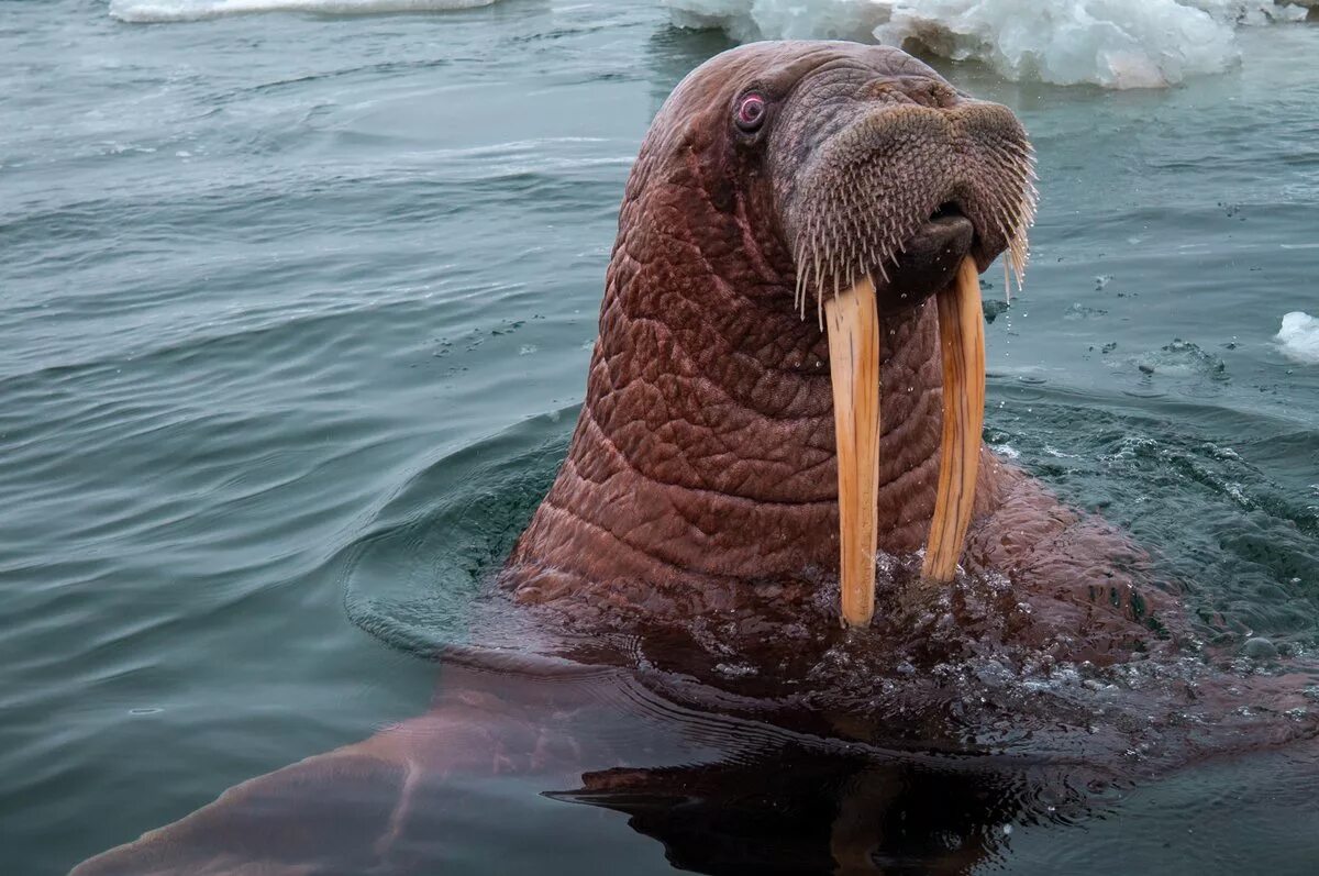 Лаптевский морж. Морж Лаптевский подвид. Гренландский морж. Серж морж.