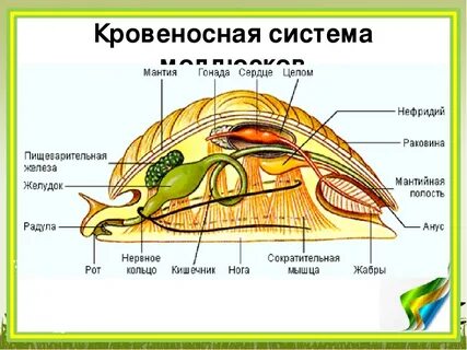 Полость у моллюсков