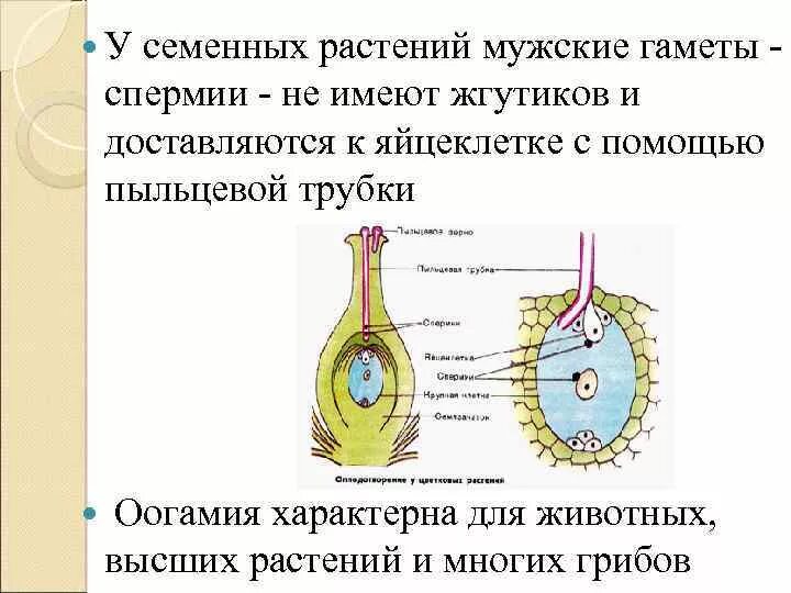 Мужская гамета. Мужские гаметы цветковых растений это. Спермий цветковых растений. Мужские половые клетки растений. Мужские половые клетки спермии.