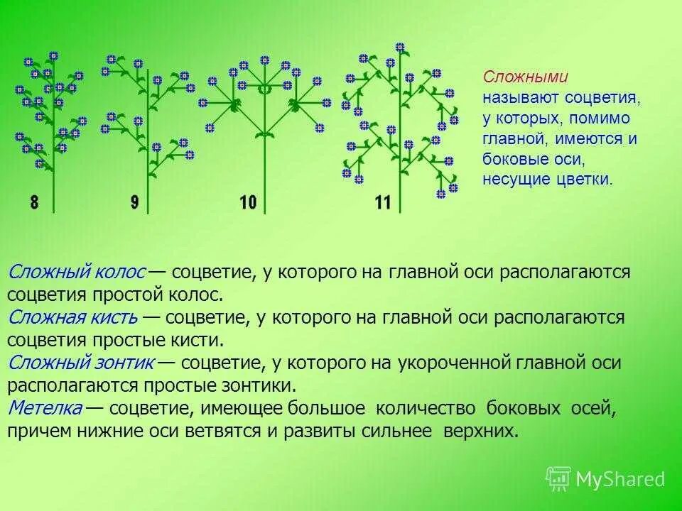 Соцветие Колос.растения сложный зонтик. Характеристика соцветия кисть. Монохазий дихазий плейохазий. Характеристика главной оси соцветия. Щиток у каких растений