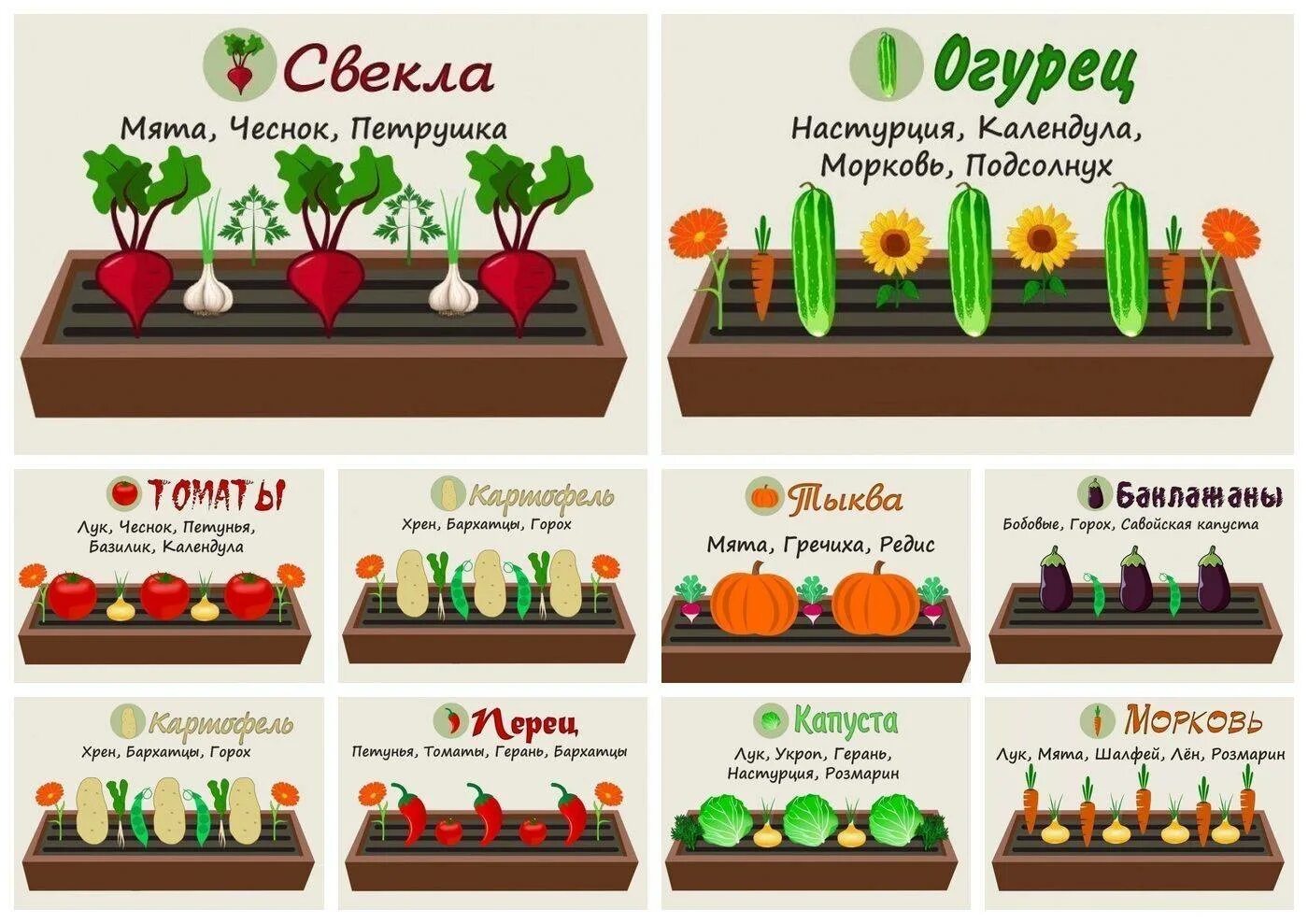 Можно сеять вместе. Схема посадки овощей. Схемы посадок овощей на грядках. Схема посадки грядок. Схема посадки совместимых растений.