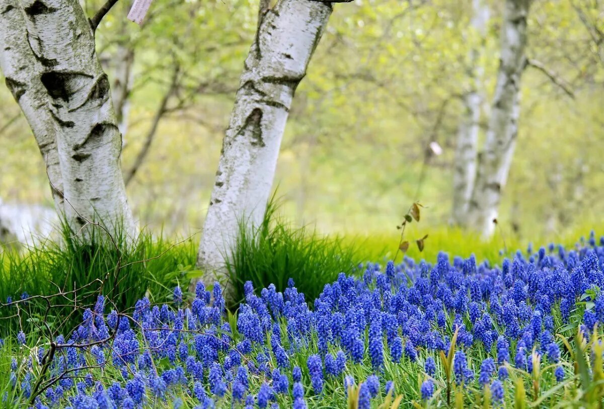 Какие цветы в мае россия. Весенняя природа. Природа весной. Апрель природа. Весенние цветы.