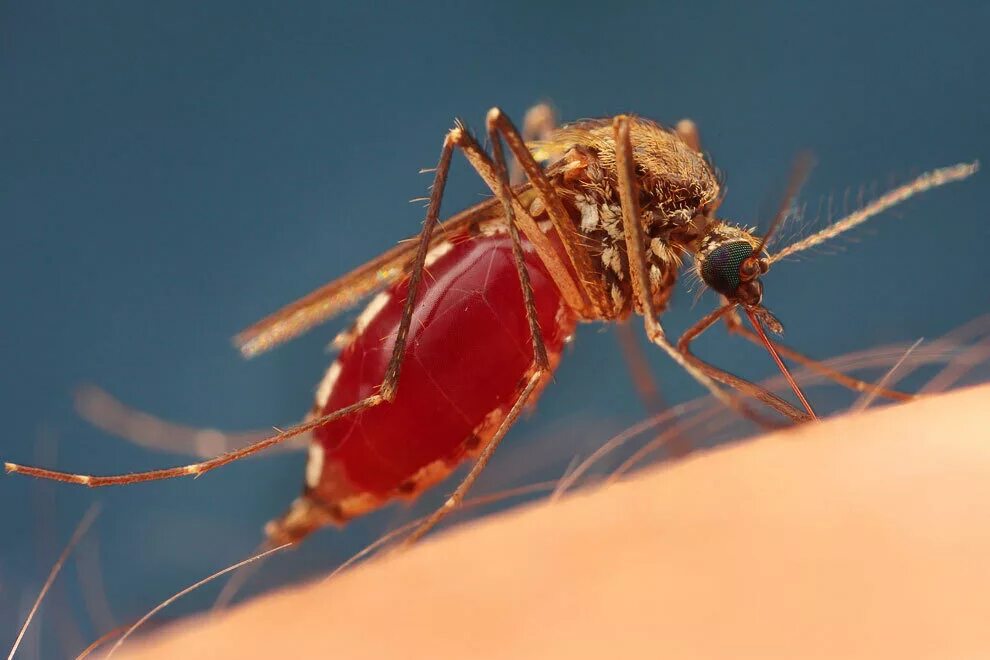 Комары какая группа крови. Кровососущие комары кровососущие комары. Малярийный комар под микроскопом. Анофелес малярийный.