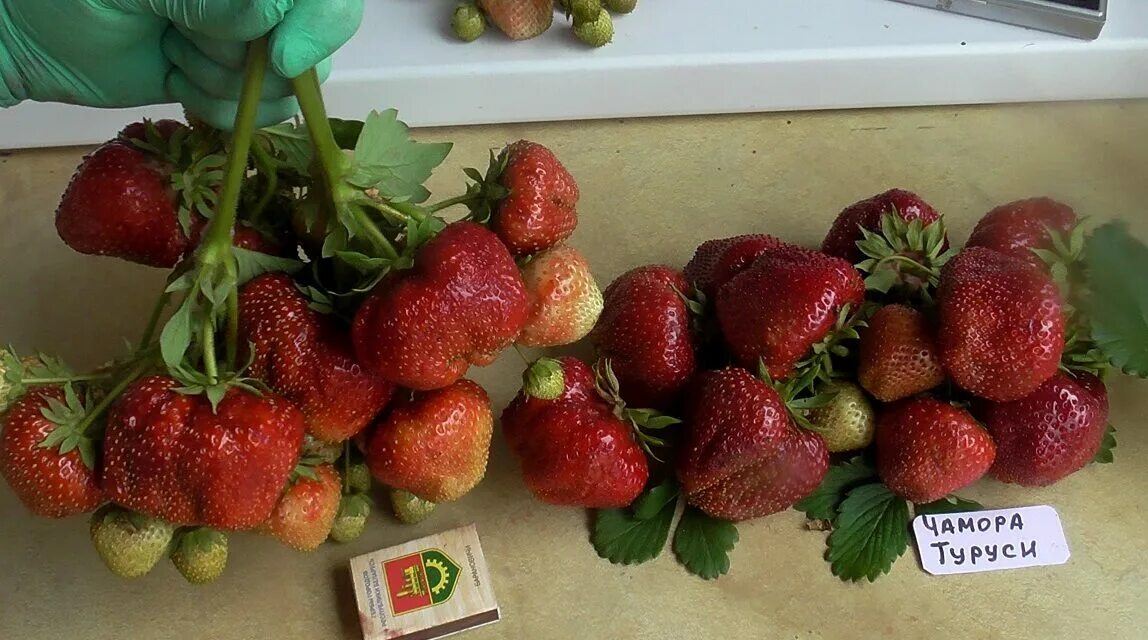Клубника туруси отзывы. Земляника чамора туруси. сорт клубники чамора туруси. земляника садовая чамора туруси. чамора туруси сорт виктории.