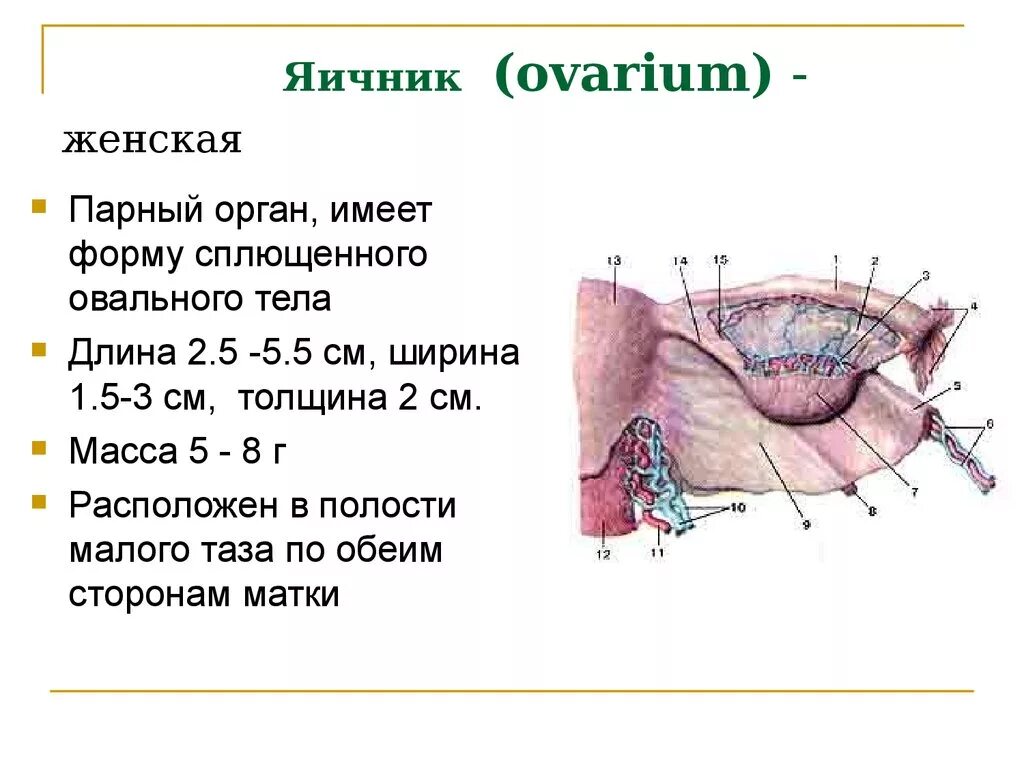 Парные яичники