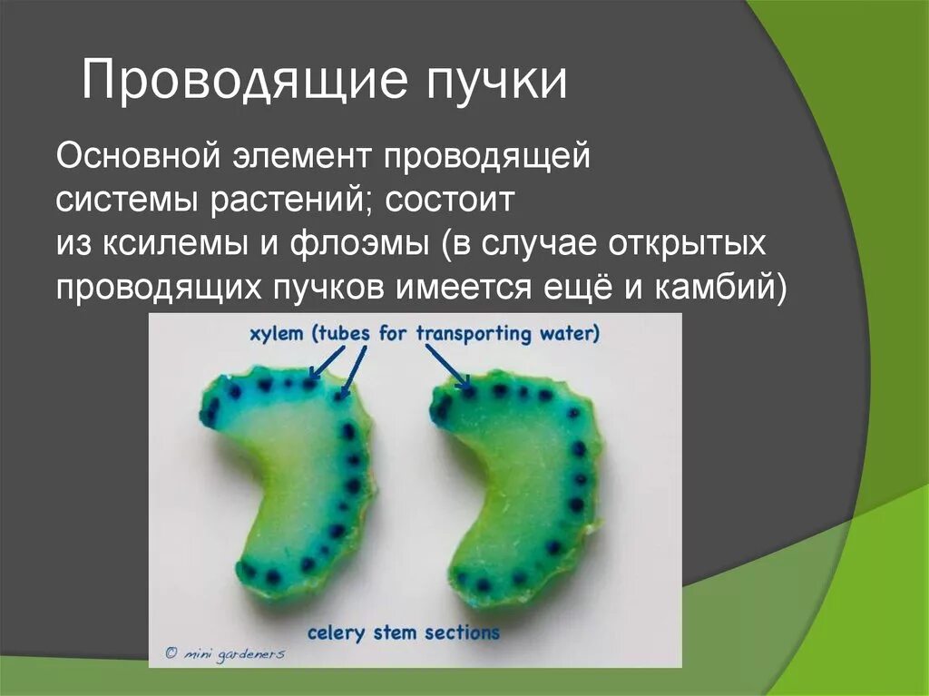 Проводящие пучки состоят из. Проводящие пучки. Пучки открытого и закрытого типа. Открытые и закрытые пучки растений. Классификация проводящих Пучков.