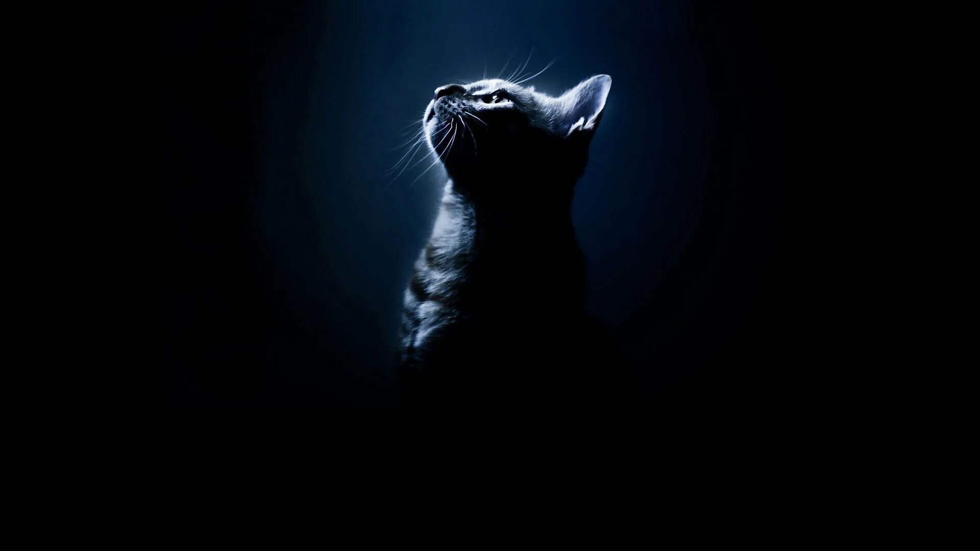 Картинка кот на черном фоне. Кот на темном фоне. котик на черном фоне. черный кот на черном фоне.