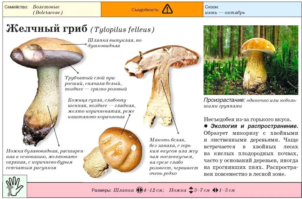 Желчный гриб какой. Ложный Боровик белый гриб. Ложный Боровик белый гриб съедобный. Ядовитый гриб двойник подосиновика. Ложный Боровик, желчный гриб.