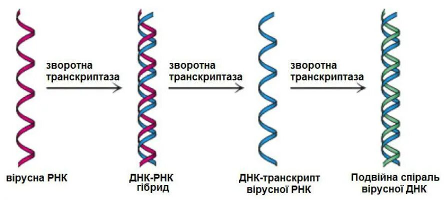 Обратная транскриптаза. РНК транскриптаза. Обратная транскриптаза вируса. Ревертаза Обратная транскриптаза. Функции обратной транскриптазы вируса.