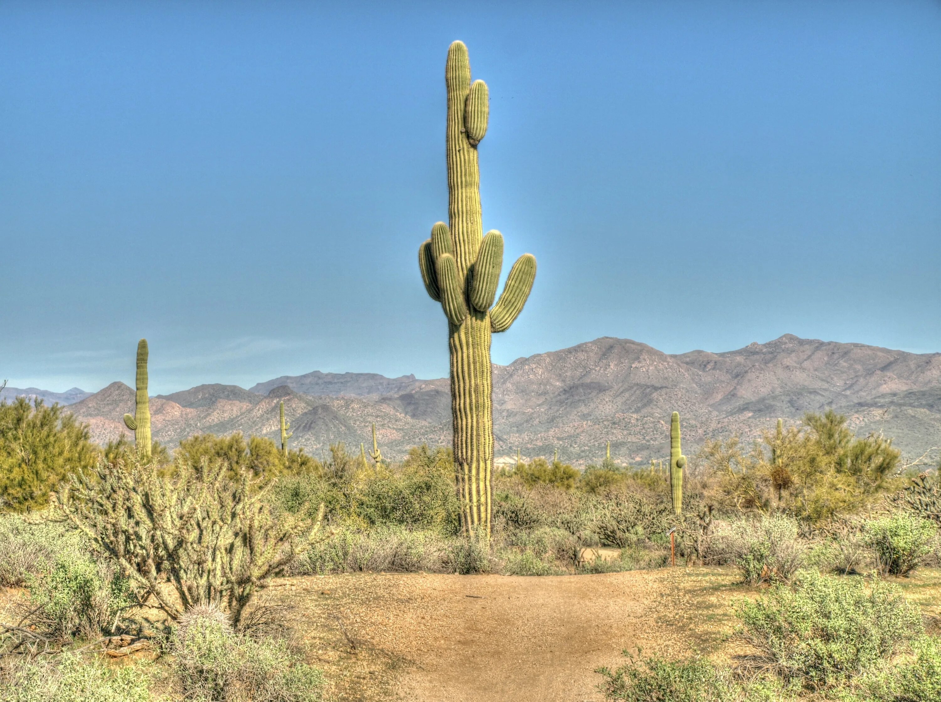 One of these interesting. Кактус Сагуаро в пустыне. Карнегия в пустыне. Мексика кактусы Сагуаро. Кактус Сагуаро в Аризоне.