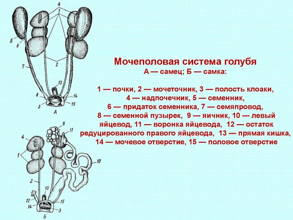 Половая система птиц схема. Мочевыделительная система птиц. Мочеполовая система самца птицы. Половая система самцов птиц.