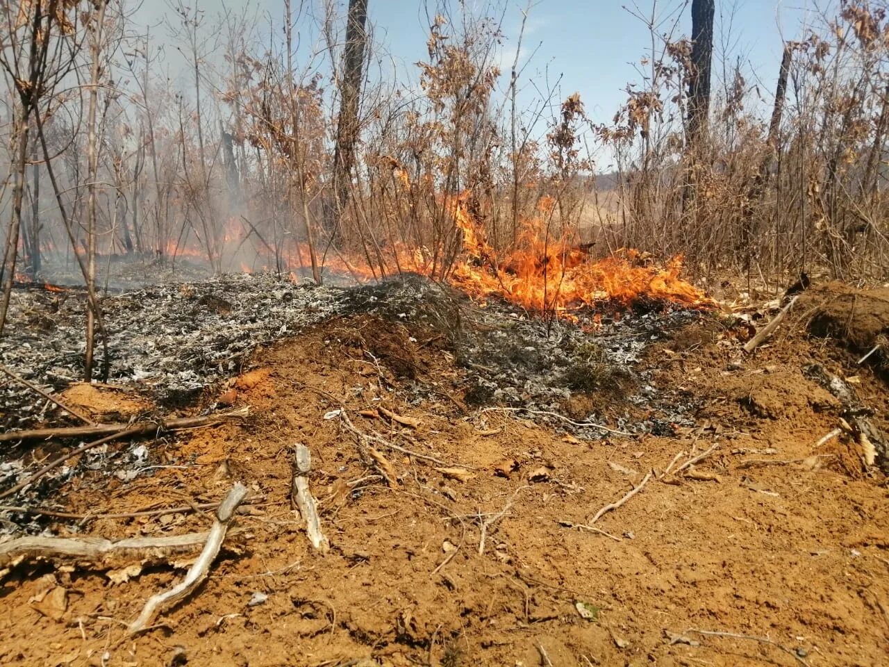 Сухое горение. Лесные пожары в Амурской области. Загорание растительности. Пожар в Свободном Амурской области. Сжигание сухой растительности об бои.