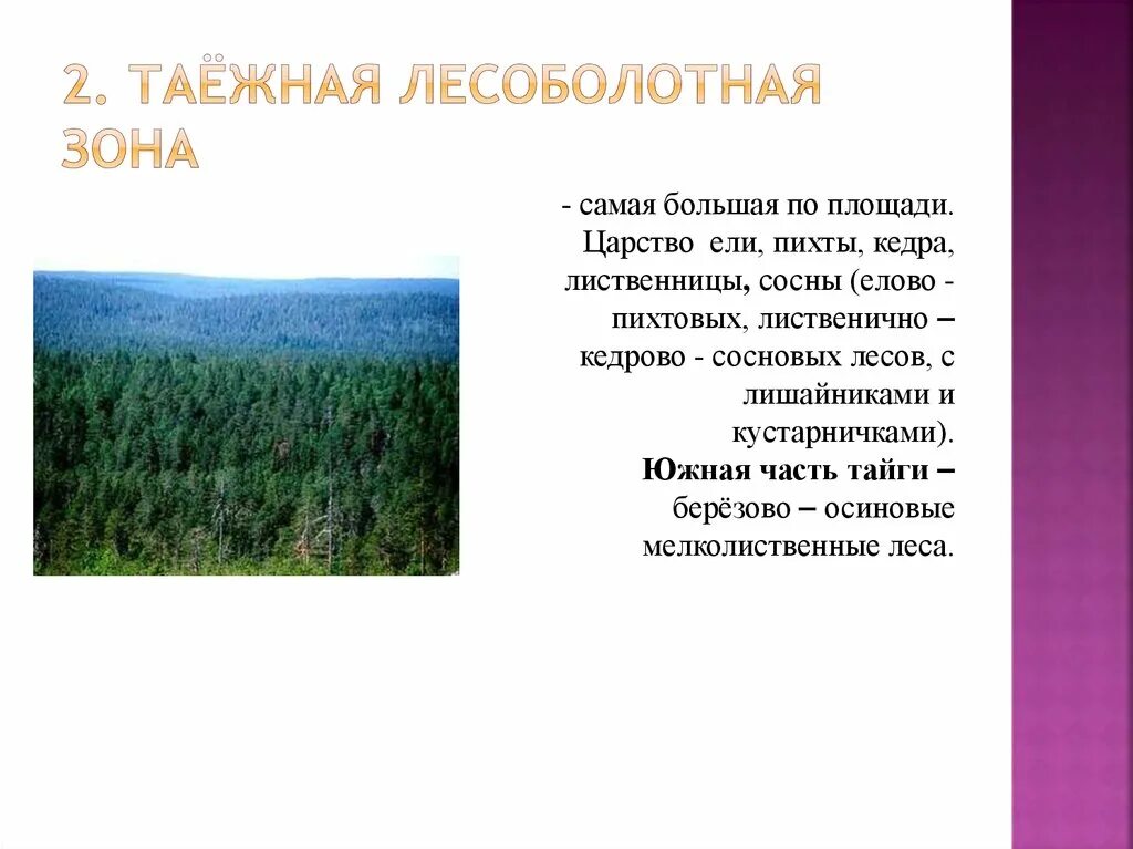 Природные особенности западно сибирской равнины. Таежная Лесоболотная зона. Таёжная Лесоболотная зона Западно сибирской равнины. Растительность таежной лесоболотной зоны. Климат таежной лесоболотной зоны.