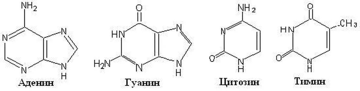 Формулы нуклеотидов. Формула нуклеотида ДНК. Общая структура нуклеотидов. Химическая формула нуклеотида ДНК. Химическая формула нуклеотида РНК.