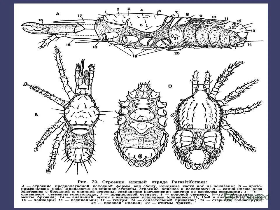 Подтип аа. Подтип позвоночные черепные животные. Подтип аа. Характеристика ракообразных паукообразных и насекомых. Подтип аа.