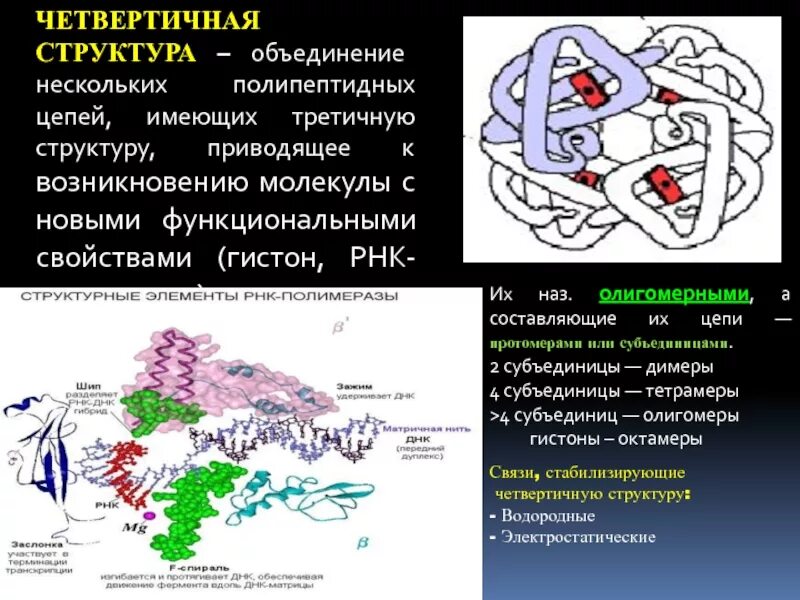 Несколько полипептидных цепей структура. Несколько полипептидных цепей структура