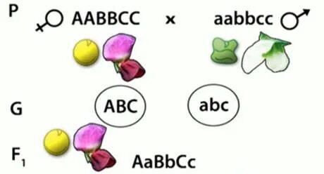 Гамет генотипа aabbcc. Типы гамет при тригибридном скрещивании. Гаметы при тригибридном скрещивании. Полигибридное скрещивание схема. Расщепление по генотипу в тригибридном скрещивании.