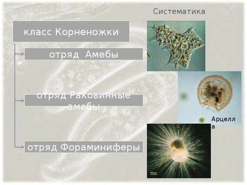 Систематика амебы обыкновенной. Морские корненожки фораминиферы. раковинная амеба саркодовые. классификация амебы обыкновенной. строение клетки корненожки.