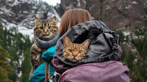 Котик турист