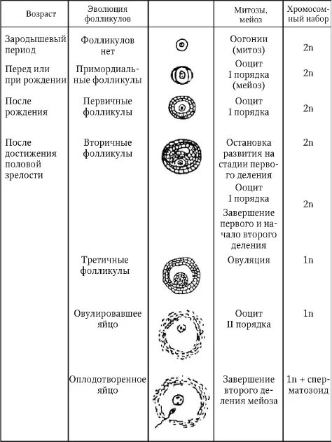 Типы яйцеклеток изолецитальные сторенин. Лучистый венец яйцеклетки млекопитающих. Тип яйцеклетки у млекопитающих. Типы яйцеклеток таблица. Изолецитальный тип яйцеклетки.