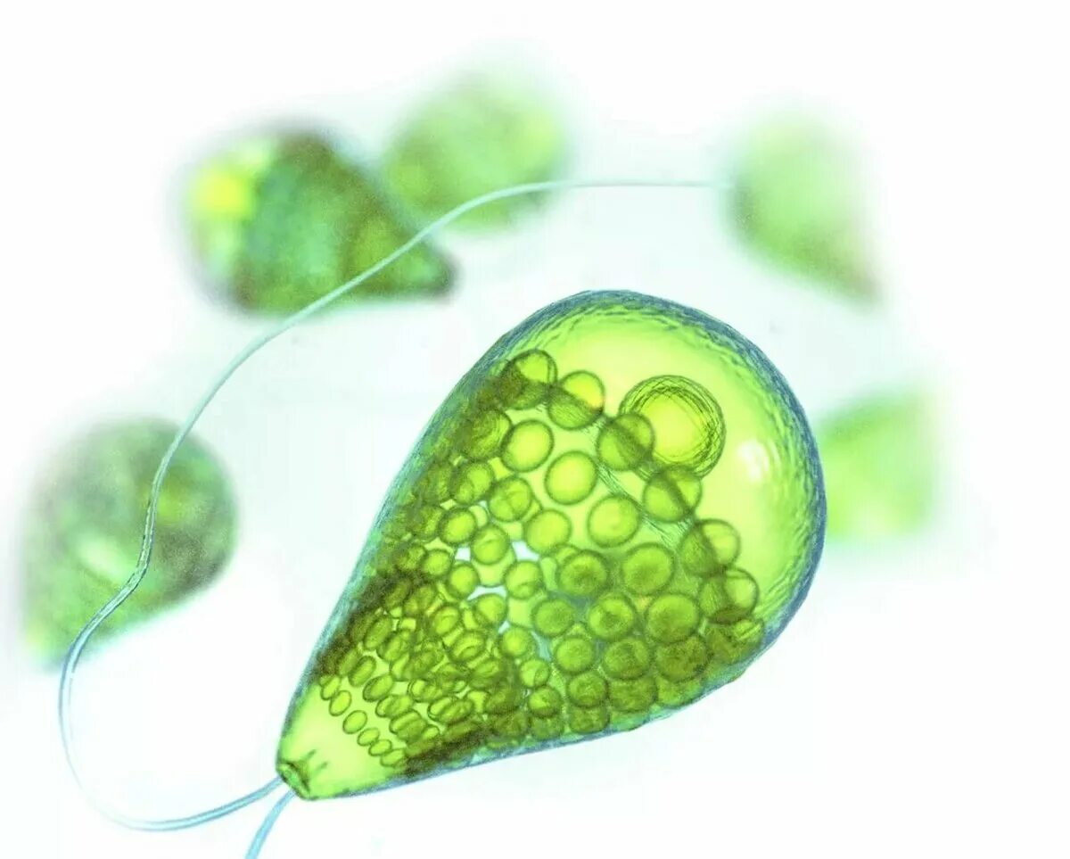 Появление одноклеточных водорослей