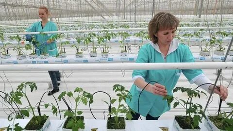 Работа в теплицах отзывы