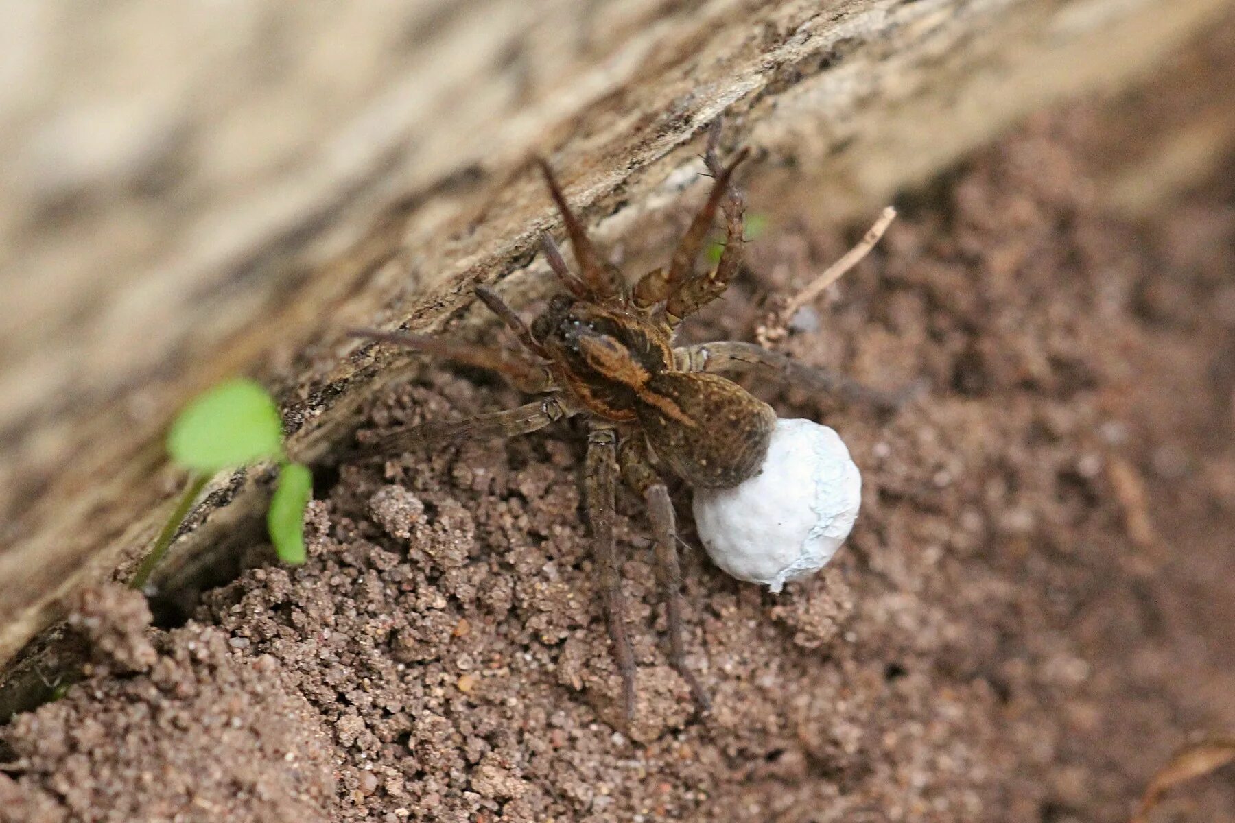 Какое яйцо паука. Паук крестовик яйцевой кокон. Яйцевой кокон паука. Паучьи яйца. Кокон паука.