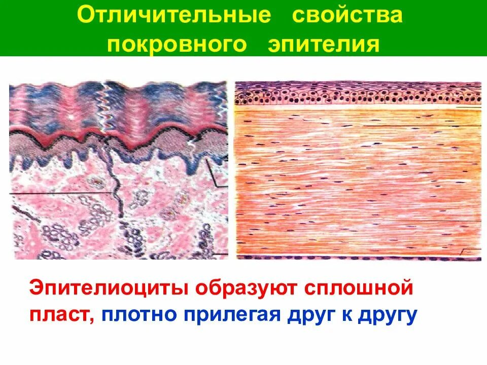 Клетки плотно прилегают друг к другу какая