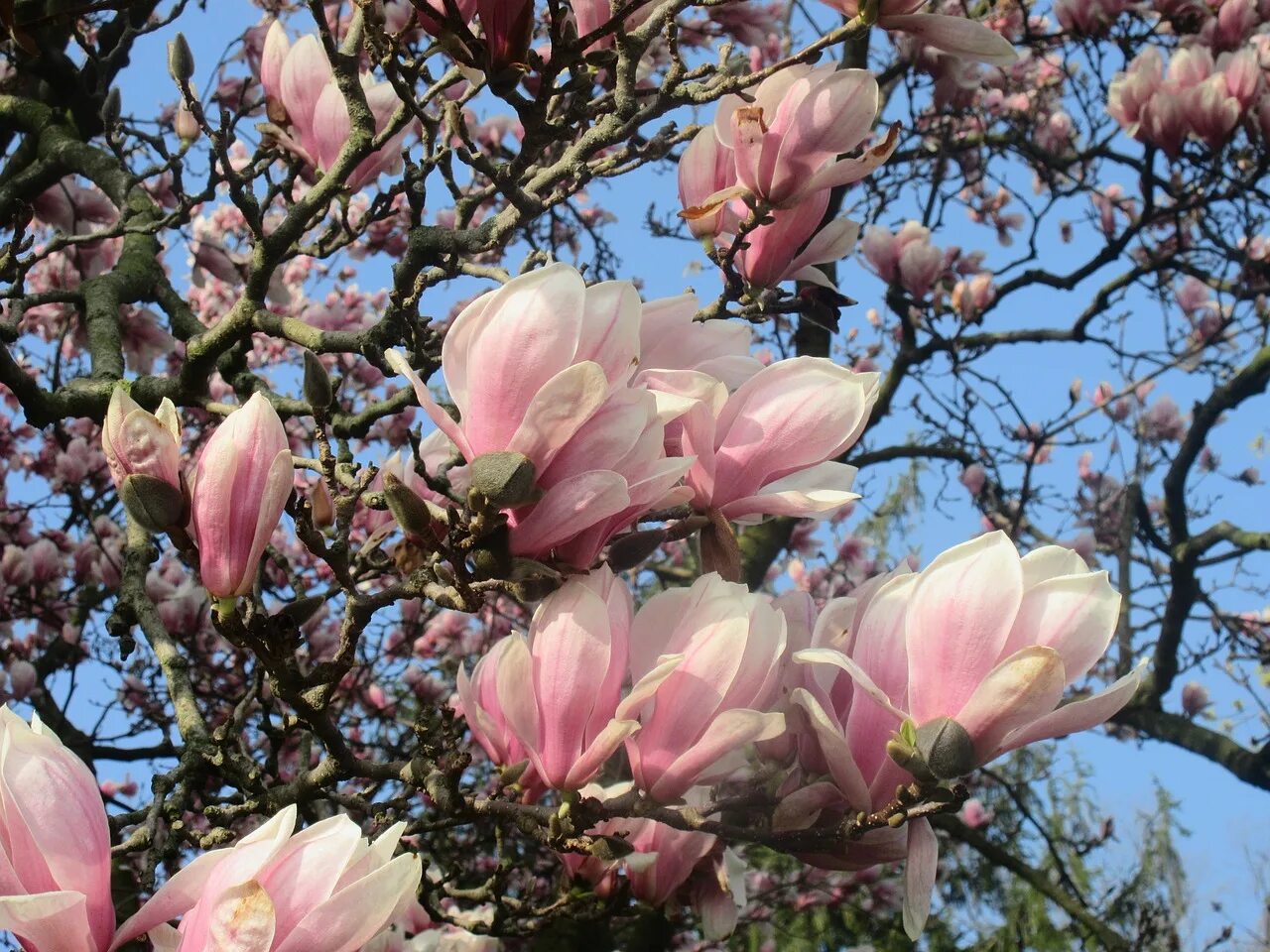 Tulip tree