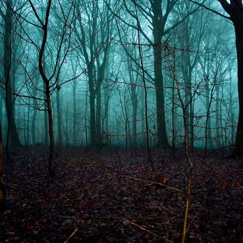 Есть страшный лес. Жуткий лес. Есть страшный лес. Фон страшного леса. Мрачный пейзаж.