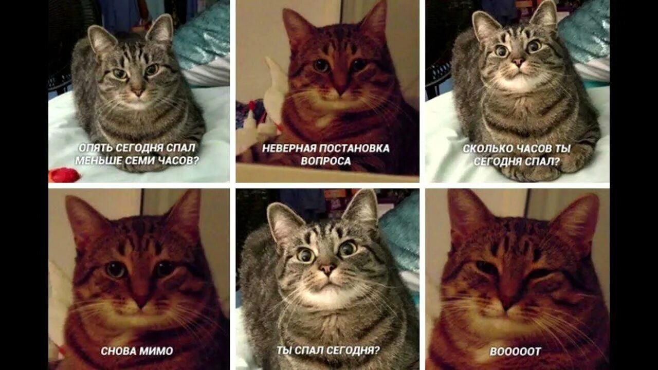 10 вопросов коту. Мемы с котами. Котик спрашивает. Кошка холерик. Кошка сангвиник.