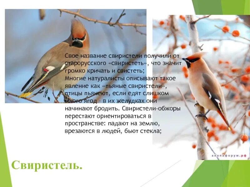 Свиристель загадка. Свиристель фото и описание. краткая информация о свиристели. свиристель доклад. интересные факты о свиристели.