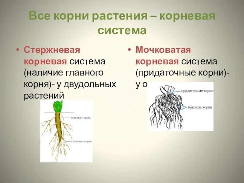 У двудольных растений мочковатая корневая система. Стержневая и мочковатая корневая система. Растения с мочковатой системой. Растения с мочковатой корневой. Придаточные корни в мочковатой корневой системе.