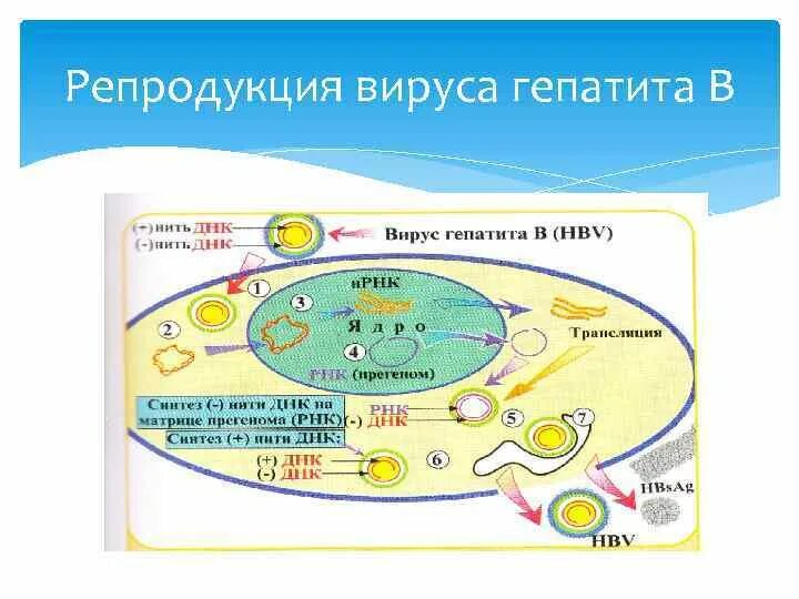Грипп репродукция. Грипп репродукция